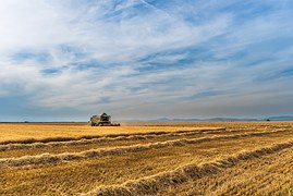 В Чувашии завершили уборку зерновых и зернобобовых культур