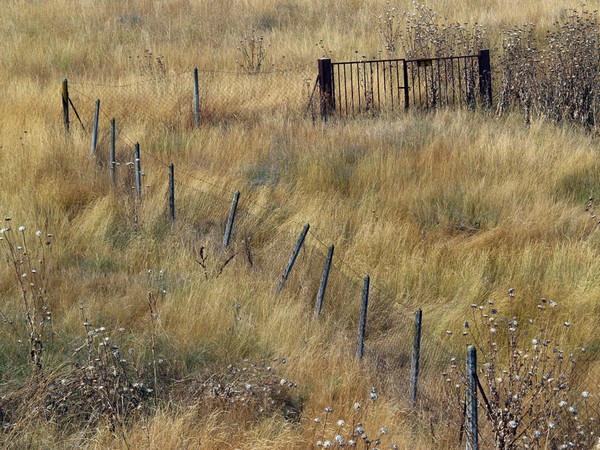 Россельхознадзор Татарстана выявил 34,2 тыс. га неиспользуемых земель сельхозназначения
