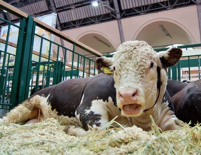 В Казахстане зарегистрировано 80 тысяч коров казахской белоголовой породы