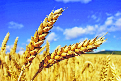 Интенсивные технологии производства пшеницы без применения фунгицидов: возможно ли это?