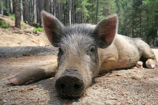 В Тюменской области обнаружен очаг африканской чумы свиней