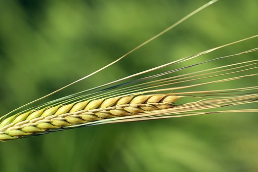 Сибирская пшеница и зерно с Урала теряют свою стоимость день ото дня