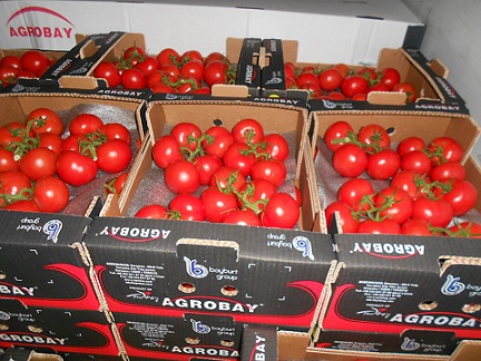 В Россию поступила первая партия турецких томатов
