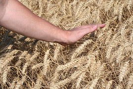Казахстану удалось остановить тренд снижения качества зерна