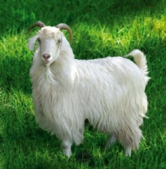 В Оренбургской области разводят уникальную породу коз