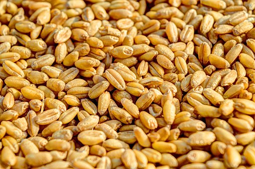 Объединенная зерновая компания будет закупать пшеницу с элеваторов Сибири по 6200 рублей за тонну для экспорта