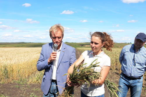 АЛАБУГА – новый перспективный  сорт яровой пшеницы