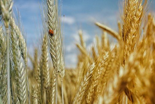 Казахстан: государство закупит у фермеров 2 млн тонн пшеницы