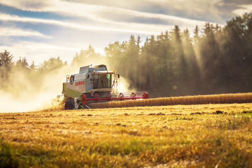 Итоги года на внутреннем рынке зерна в России: перепроизводство и планы на будущее