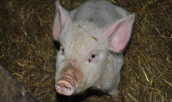 С Курганской области снят статус неблагополучного региона по африканской чуме свиней