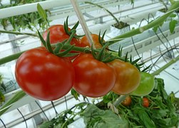 В тепличных комплексах Челябинской области выращено 22 тыс. т томатов, огурцов и зеленных культур в этом году