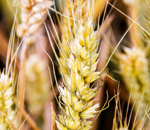 Показатели качества пшеницы