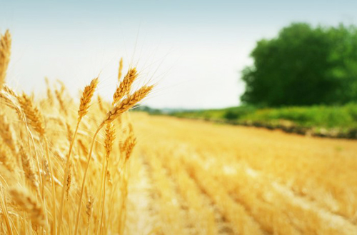 Некорневая подкормка Бионекс-Кеми – эффективный способ повышения урожайности и качества зерна пшеницы