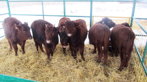 Мясной скот калмыцкой породы – опыт разведения в регионах  Приволжского округа
