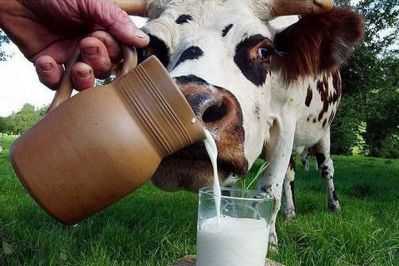 Пейте дети молоко! Свердловские аграрии обещают увеличить его производство