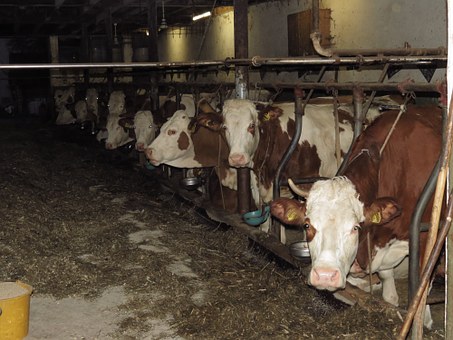 В Чувашии запустили новый животноводческий комплекс молочного направления