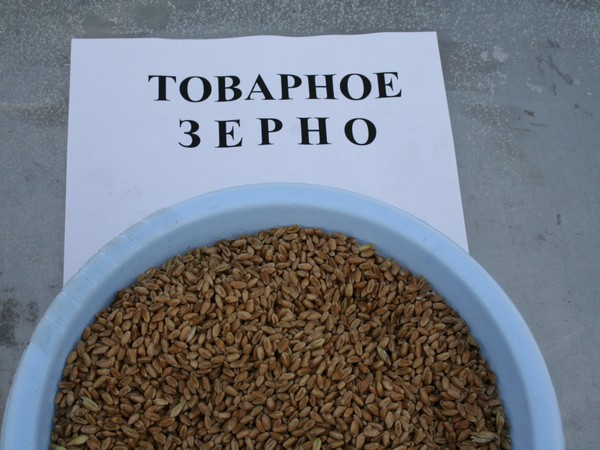В Казахстане госзакуп зерна проведут в электронном формате