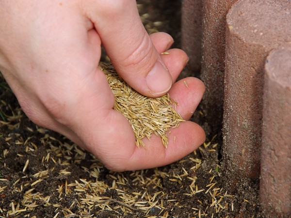 В Новосибирской области завершается работа по подготовке семян к яровому севу
