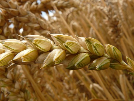 Омская область надеется на увеличение лимита субсидированных экспортных отправок зерна до 250 тысяч тонн