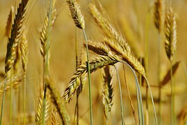 Российская пшеница растет в цене на экспорт