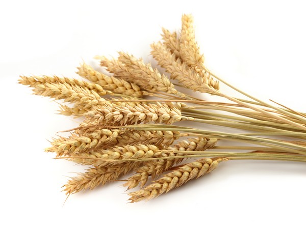 Алтайская и новосибирская пшеница пользуются повышенным спросом
