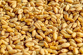 Омская пшеница уходит в Казахстан за бесценок