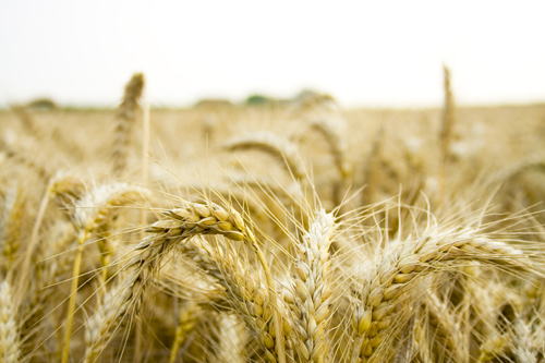 Российские запасы зерновых за декабрь прошлого года сократились на 12,7%, продовольственной пшеницы –на 2,1%