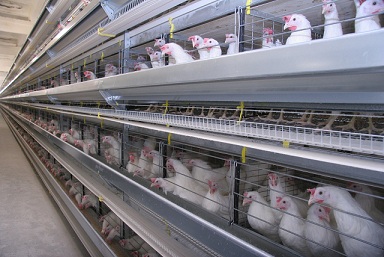 На юге Казахстана в результате внедрения передовых технологий производство мяса птицы увеличилось в 5 раз