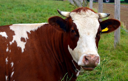 В Омской области стабилизировали поголовье коров и увеличили продуктивность животных