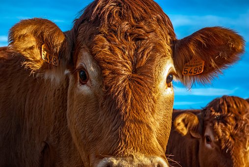 В Алтайском крае на поддержку производства говядины направят 90 млн рублей