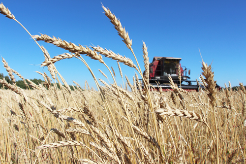 Растущий экспорт зерна активизирует рост цен на внутреннем рынке России