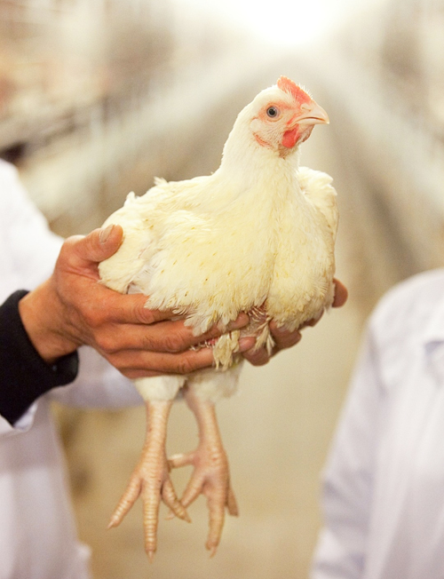 Как выстроить экономику птицеводства и свиноводства  в условиях угрозы перепроизводства