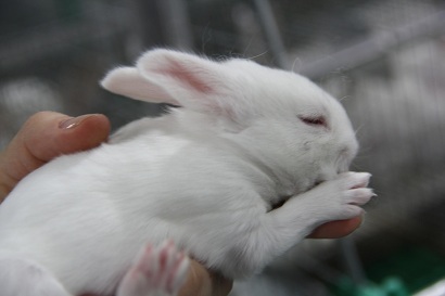 Оренбургская область наращивает производство крольчатины