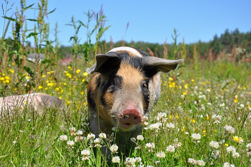 В Пензенской области в целях недопущения АЧС снижено поголовье свиней в хозяйствах населения