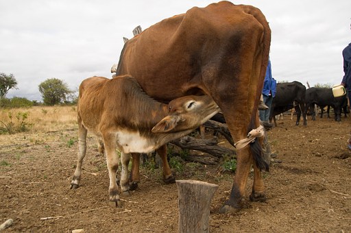 В Прикамье увеличили поддержку молочного животноводства