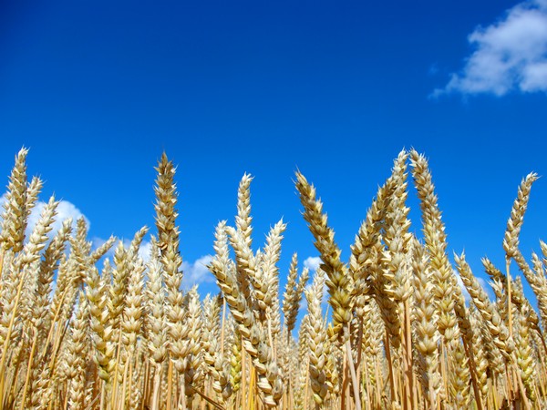 Казахстан значительно сократит посевы зерновых культур
