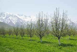 На юге Казахстана увеличится площадь яблоневых садов