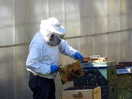 В Саратовской области в пчеловодстве занято более 1,2 тыс. человек