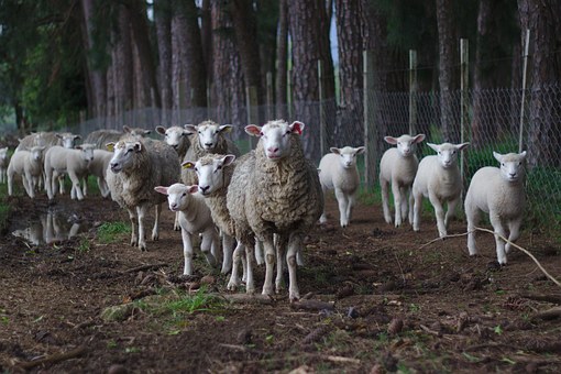 Казахстан вдвое увеличит поголовье крупного рогатого скота и овец