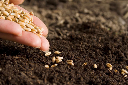Способы подготовки семян к посеву с помощью биопрепаратов  ООО НВП «БашИнком»