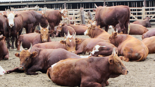Выращивание племенных бычков  отечественных пород мясного скота