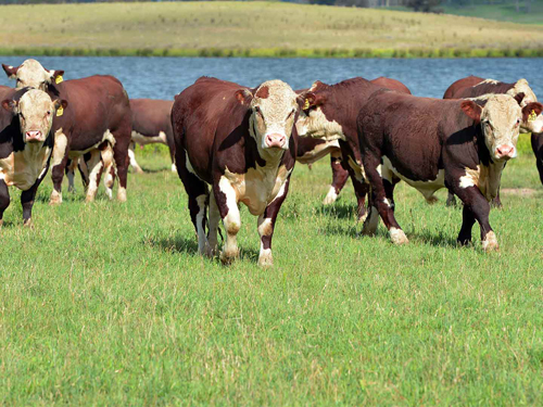 Переваримость кормов в рационах мясных бычков: влияние типа телосложения на эффективность откорма