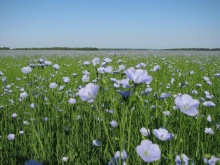 В Алтайском крае льняная компания за минувшие сутки посеяла 400 гектаров льна