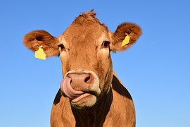 Омским животноводам возместят часть затрат на высокоэнергетические корма для молочного стада
