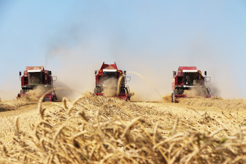 Зерновой рынок России: прогнозы на текущий год позитивны
