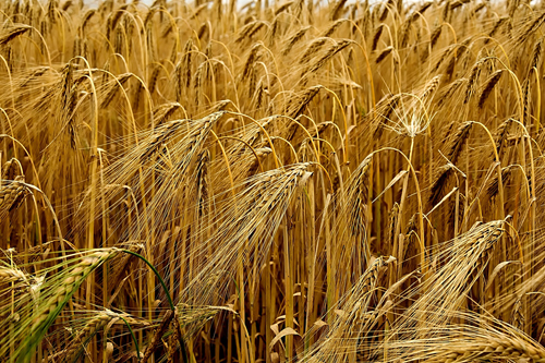 Ячмень — культура привлекательная, но от пшеницы отказываться не стоит, считают фермеры