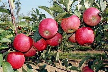 В Нижегородской области будут развивать промышленное производство яблок