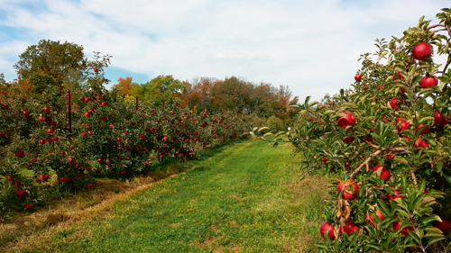 Яблоневый сад:  закладка и выращивание