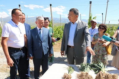 В Туркестанской области увеличивается площадь интенсивных садов