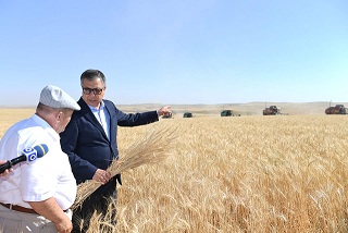 В Туркестанской области приступили к уборке урожая